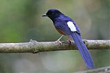 White-rumped Shama